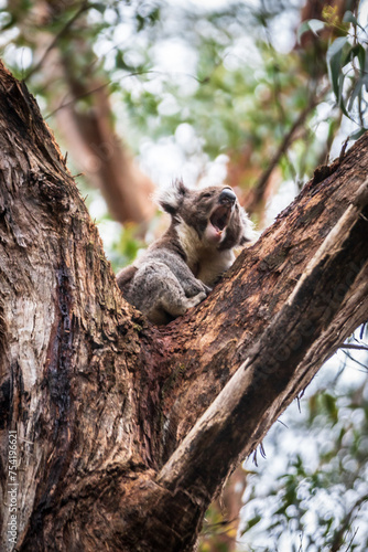 Vocal Koala Captured Amidst the Lush Greenery of Australian Forest, Otway National Park