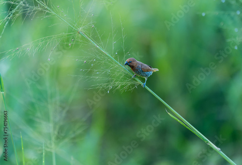 A Scaly-breasted Munia ( Lonchura punctulata ) stands on the slender grass. Minneriya National Park is a national park in North Central Province of Sri Lanka. photo