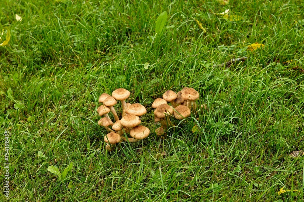 Group of mushrooms in the green grass background in autumn. Group of mushrooms in the green grass background in autumn.