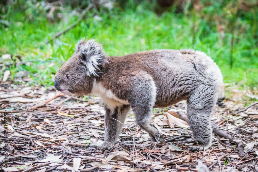 Koala’s Ground-Level Exploration in Otway National Park, Australia Koala’s Ground-Level Exploration in Otway National Park, Australia