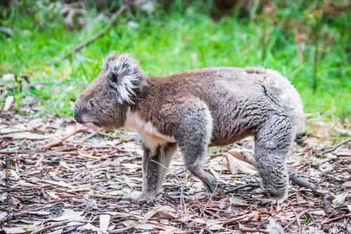 Koala’s Ground-Level Exploration in Otway National Park, Australia © Bossa Art