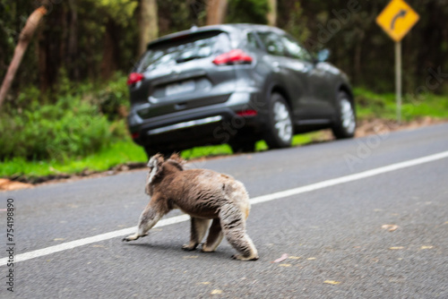 Koala’s Uncharted Journey Along the Asphalt Path, Australia