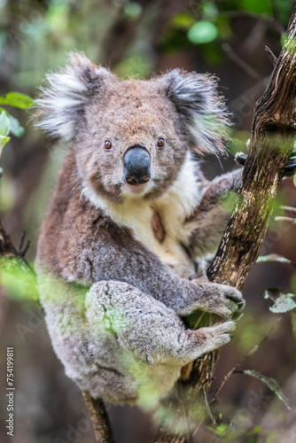 Curious Koala Clinging to a Branch in Lush Australian Forest, Otway National Park