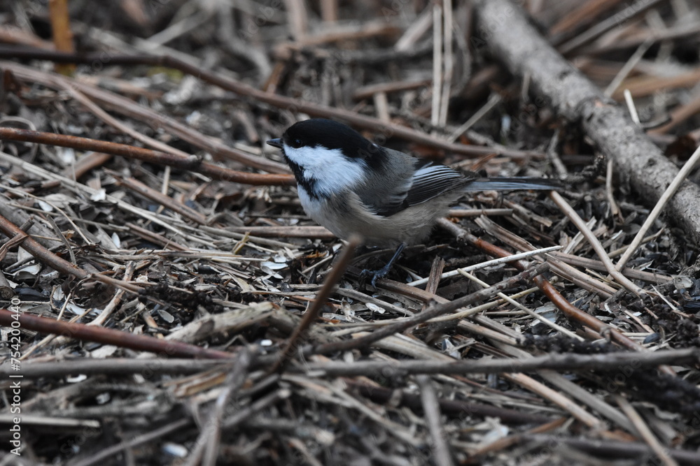 Naklejka premium La Plaine 8 Mars 2024