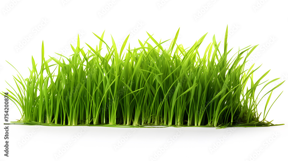 Green grass horizontal banner isolated on white background Green grass horizontal banner isolated on white background