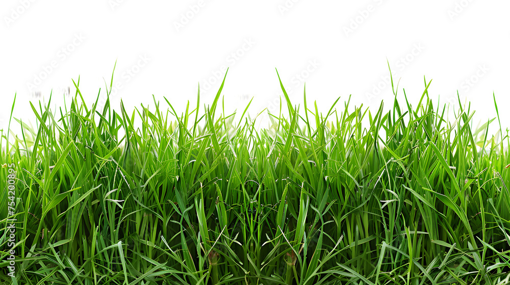 Green grass horizontal banner isolated on white background Green grass horizontal banner isolated on white background
