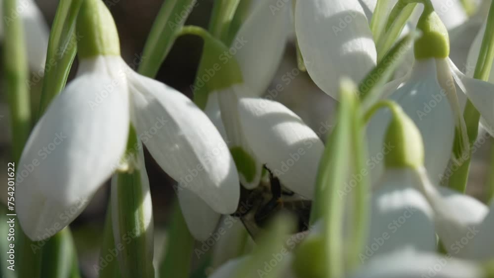 Bee pollinates snowdrop during early spring in forest. Snowdrops, flower, spring. Honey bee, Apis mellifera visiting first snowdrops on early spring, signaling end of winter. Slow motion, close up Bee pollinates snowdrop during early spring in forest. Snowdrops, flower, spring. Honey bee, Apis mellifera visiting first snowdrops on early spring, signaling end of winter. Slow motion, close up