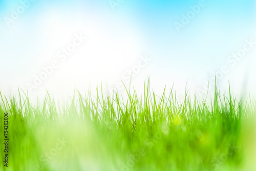 Grünes Gras Nahaufnahme vor blauem Hintergrund