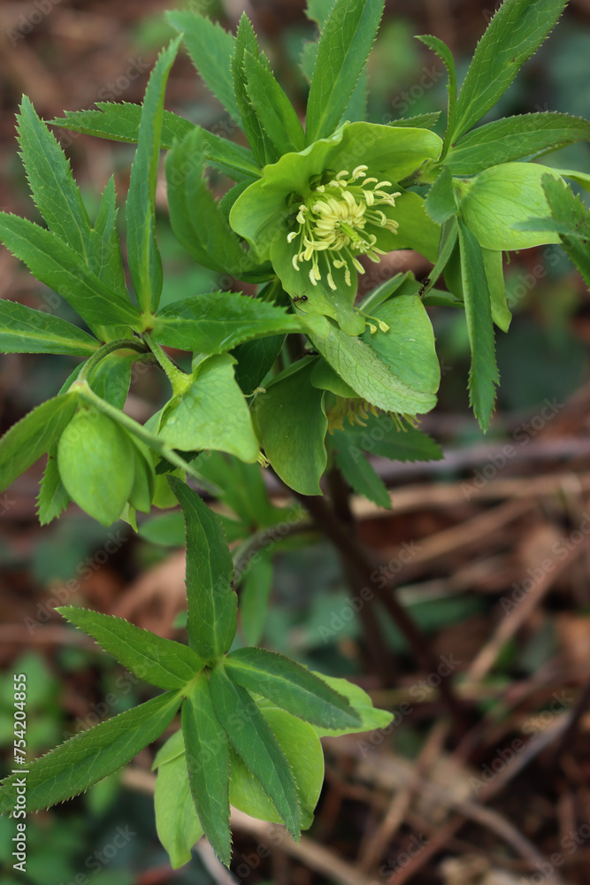 Hellebore or Christmas rose in the forest. Helleborus viridis plant in bloom with green flowers Hellebore or Christmas rose in the forest. Helleborus viridis plant in bloom with green flowers