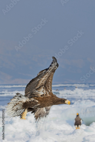A juvenile Steller's Sea Eagle (Haliaeetus pelagicus) in flight over the sea and sea ice off Rausu, Hokkaido, Japan.