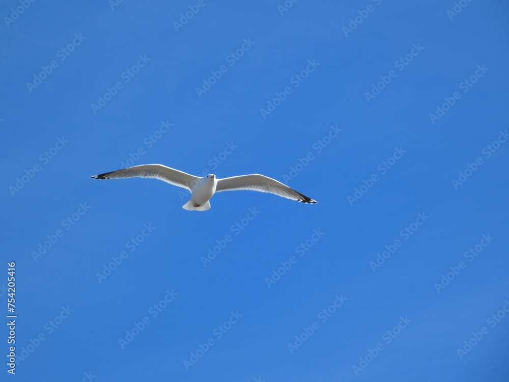 Seagull in flight in Graal-Müritz (Baltic Sea, Germany) Seagull in flight in Graal-Müritz (Baltic Sea, Germany)