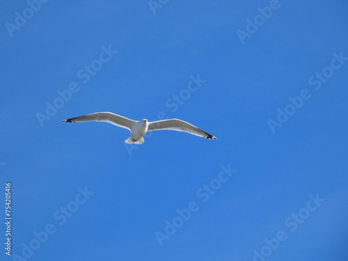 Seagull in flight in Graal-Müritz (Baltic Sea, Germany)