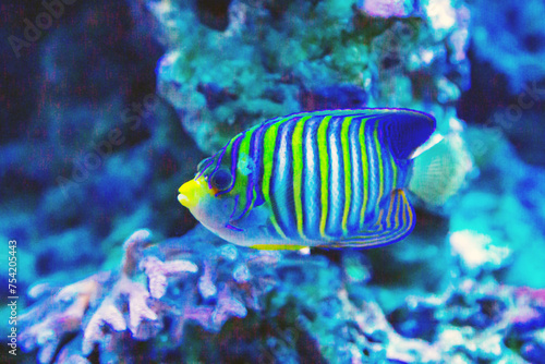 The Imperial Angel fish (juvenile) (Latin Pomacanthus imperator) is blue with yellow stripes on a dark background of the seabed. Marine life, fish, subtropics. © Victor1153