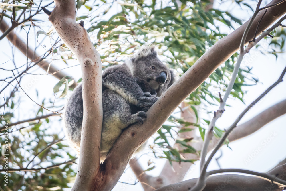 Fototapeta premium Koala’s Serene Siesta on a Lush Eucalyptus Branch