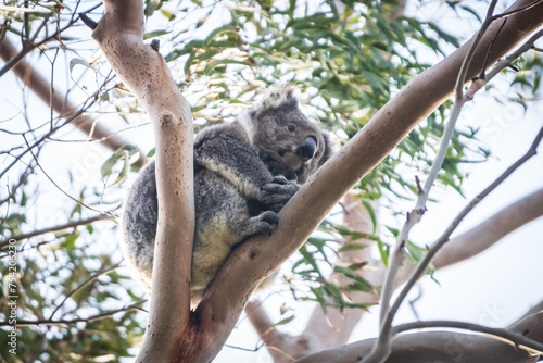 Fototapeta Naklejka Na Ścianę i Meble -  Koala’s Serene Siesta on a Lush Eucalyptus Branch