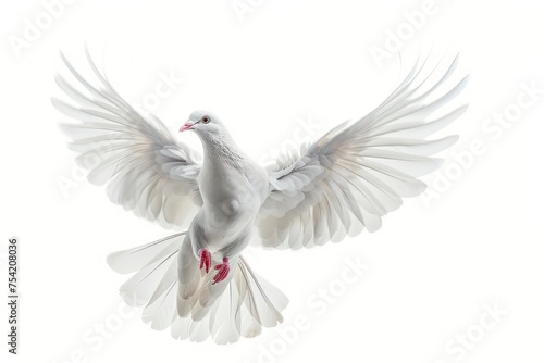 white dove flies free