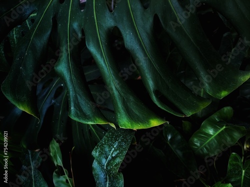 Leaves of a monstera tree edited in a dark tone, used as a background.