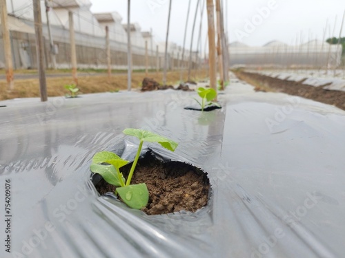 Melon trees planted in a plot of land to grow.
