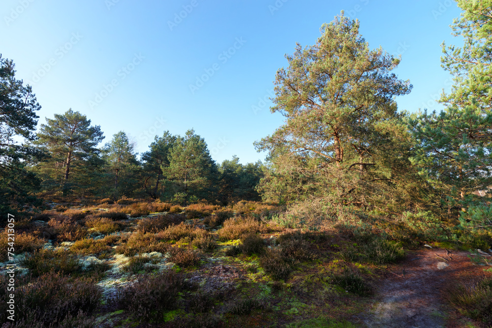 Poligny forest in the French Gâtinais Regional Nature Park