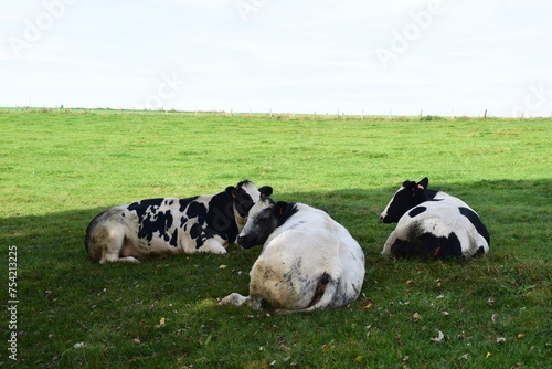 black and white cows on the green grass
