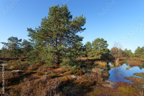 Poligny forest in the French Gâtinais Regional Nature Park photo