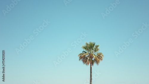 .A serene and minimalistic shot of a lone palm tree against a clear sky