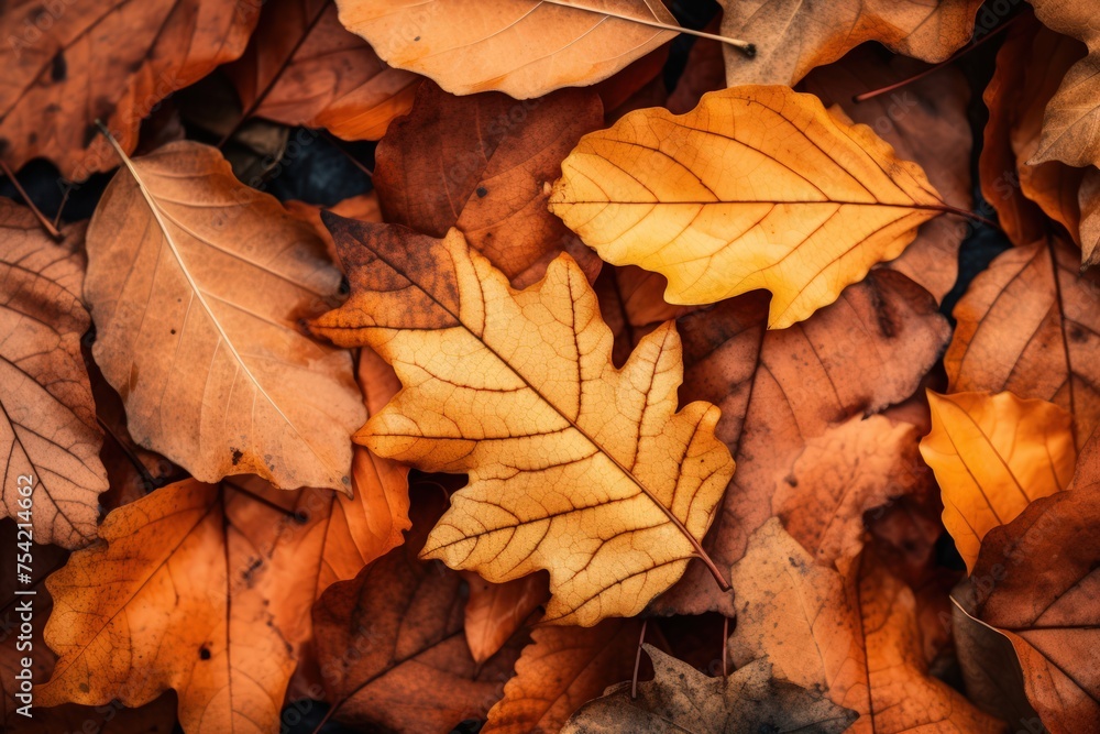 Background of autumn maple leaves Background of autumn maple leaves