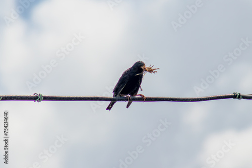 A bird collecting grass with its beak to build a nest in the springtime. photo