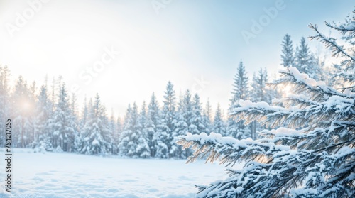 Gentle winter morning glow illuminates snow-laden fir tree branches 