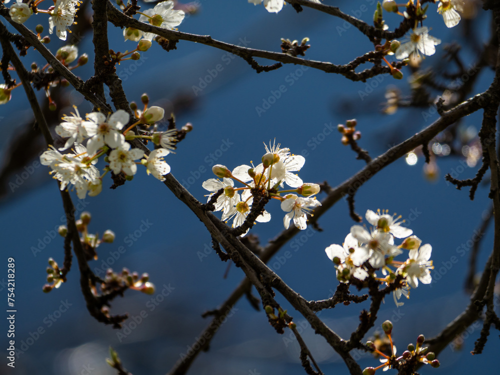 Mirabelle plum blossom against a dark background as a background image. Mirabelle plum blossom against a dark background as a background image.
