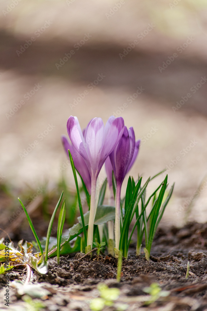 Close-up of a bush of purple crocus flowers. Macro photography of flowers on the lawn in the backlight of the sun. Spring morning. Close-up of a bush of purple crocus flowers. Macro photography of flowers on the lawn in the backlight of the sun. Spring morning.