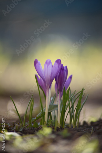 Close-up of a bush of purple crocus flowers. Macro photography of flowers on the lawn in the backlight of the sun. Spring morning.