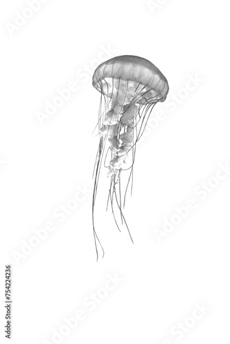 jellyfish isolated white black