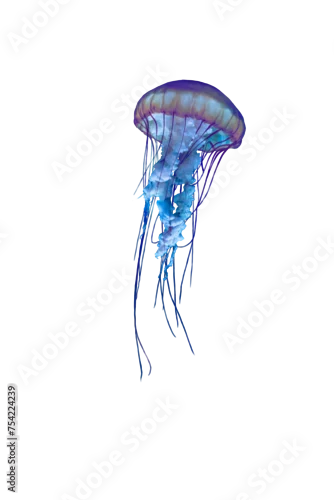 Obraz jellyfish isolated blue