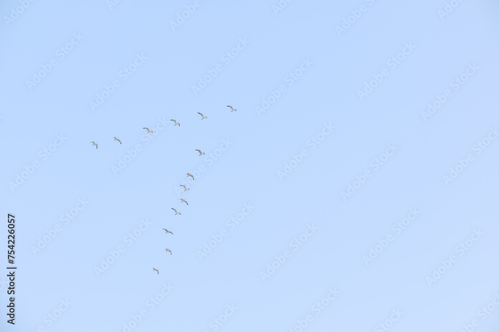 Flying seagulls on a background of blue sky and clouds in sunny weather Flying seagulls on a background of blue sky and clouds in sunny weather