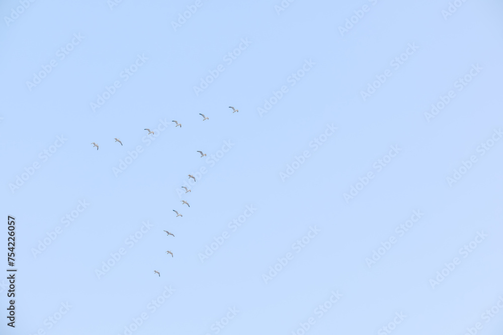 Flying seagulls on a background of blue sky and clouds in sunny weather