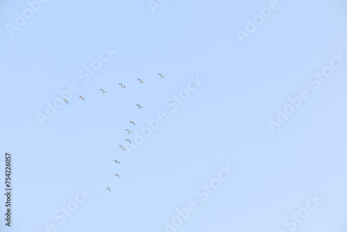 Flying seagulls on a background of blue sky and clouds in sunny weather