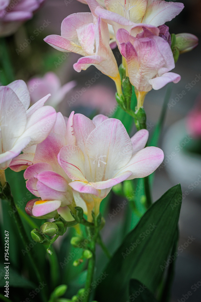 flowers with great detail and beautiful colors in macro photography flowers with great detail and beautiful colors in macro photography
