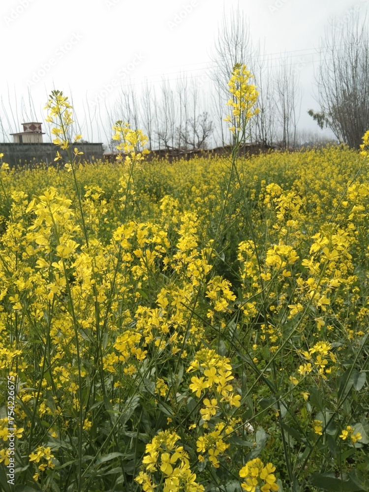 Obraz premium rapeseed field in spring