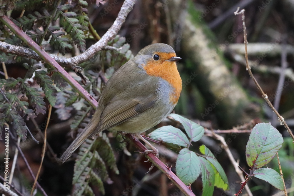 A beautiful closeup of a Robin in the forest A beautiful closeup of a Robin in the forest