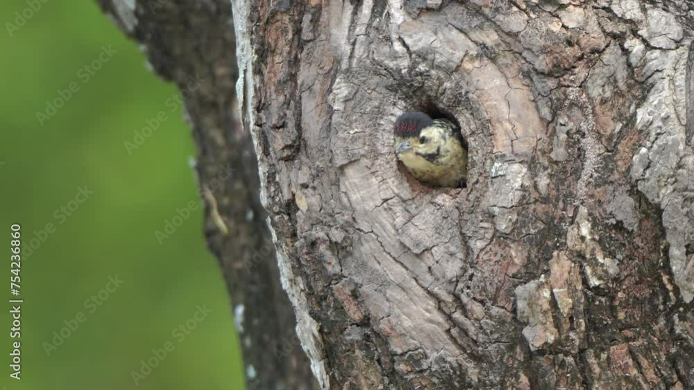 Spotted Woodpecker chicks are waiting for food from their mother. in front of the nest burrow Spotted Woodpecker chicks are waiting for food from their mother. in front of the nest burrow