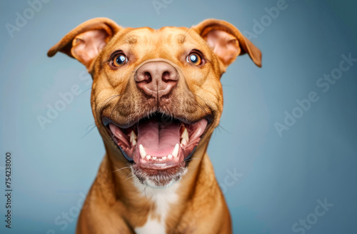 portrait of a happy dog on a blue background  