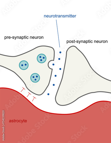 Illustration of neuron transmitting neurotransmitter between presynapse and postsynapse neurons.