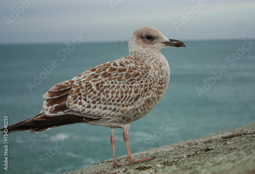 A seabird against the grey ocean  © sp_ts