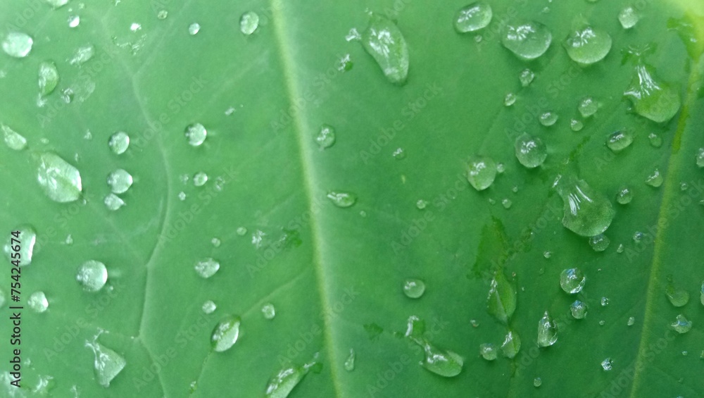 photo of water droplets on green leaves for the background photo of water droplets on green leaves for the background