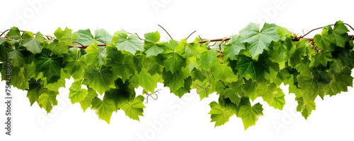  green leaves from Javanese tree vine or grape ivy (Cissus spp.), a jungle vine and hanging ivy plant bush foliage, isolated on a white background with a clipping path.
