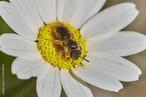 abeja melífera en flor de lavanda 