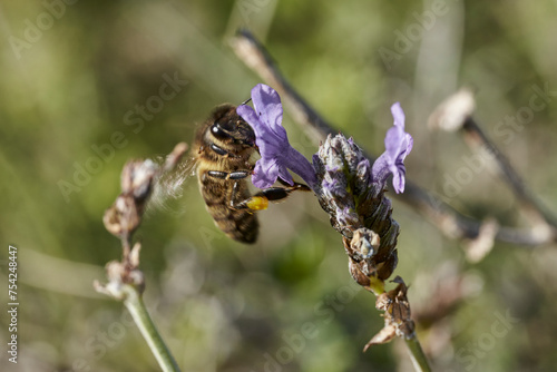 abeja melífera en flor de lavanda  © JOSE ANTONIO