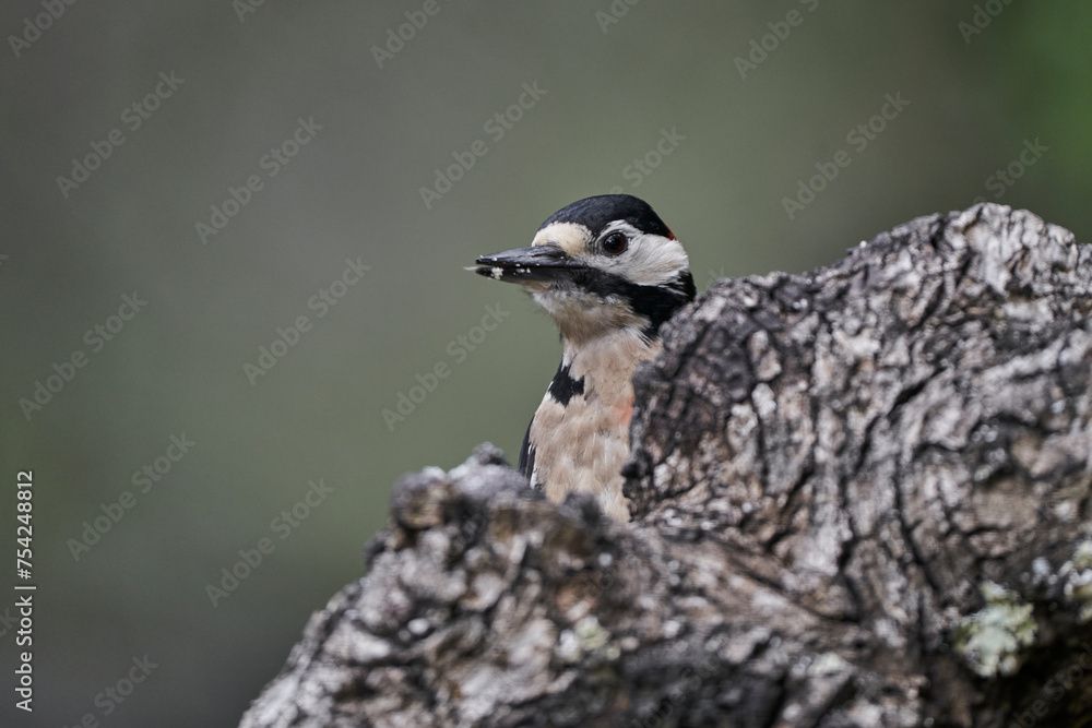 pico picapinos pájaro carpintero pico picapinos pájaro carpintero