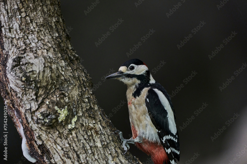pico picapinos pájaro carpintero pico picapinos pájaro carpintero